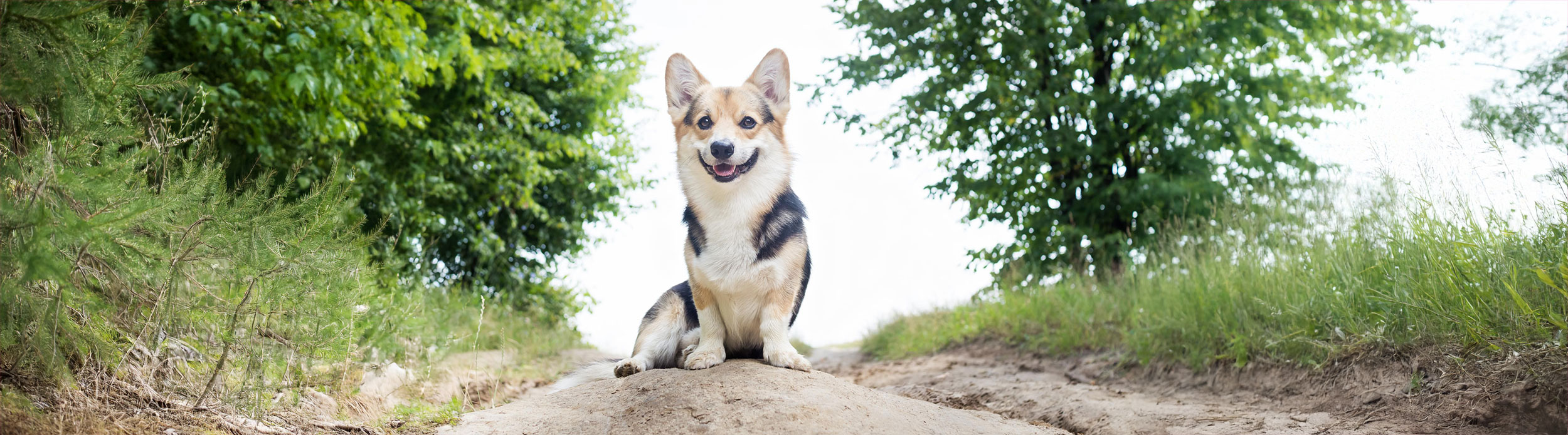 Corgi Sitting On Hillside