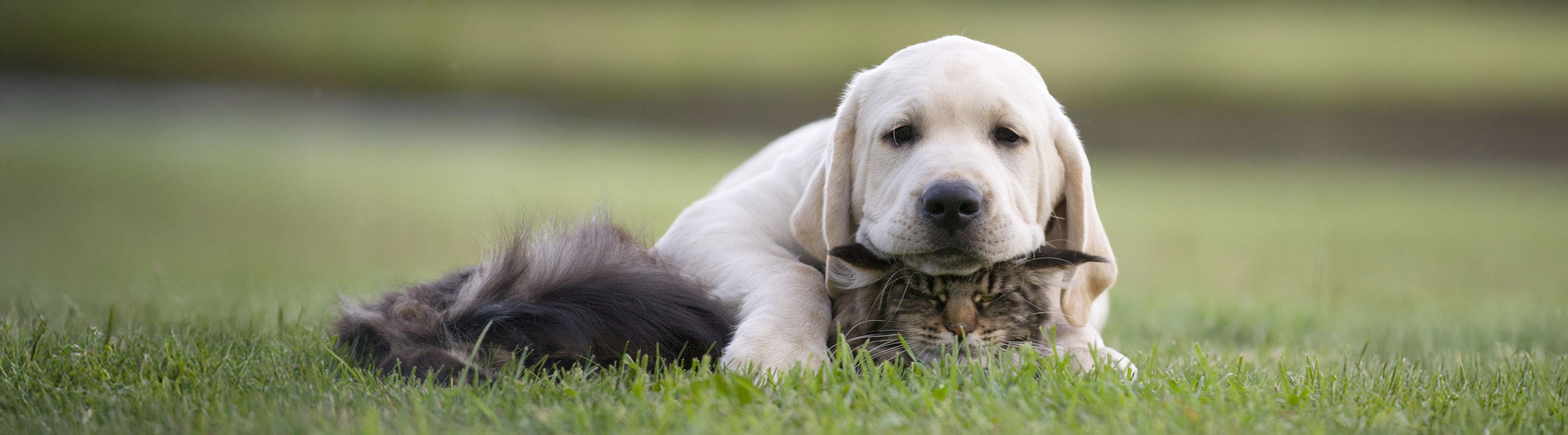Dog Laying on Cat Snuggled in Grass