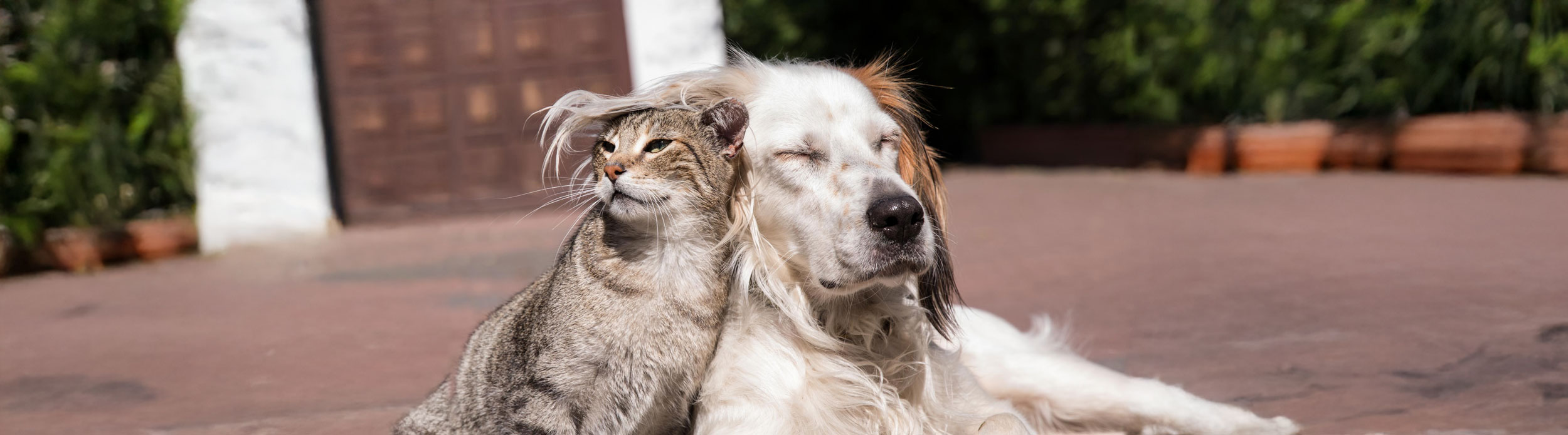 Cat and Dog Snuggled Outside Enjoying Sun