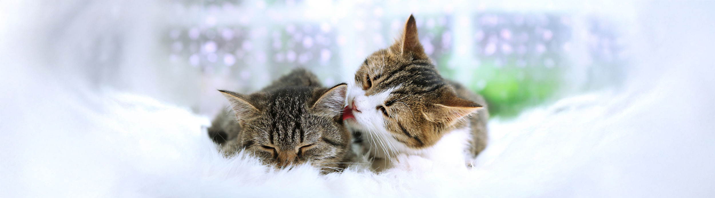 Two Cats in Window Sill with Snowy Background